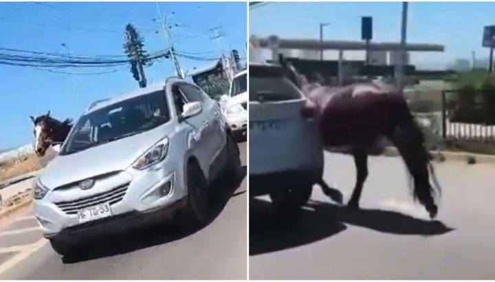 VIDEO: sujeto conduce a alta velocidad con caballo amarrado en Coquimbo