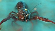 PROFEPA Decomisa Langostas y Caracol Rosado en el Arrecife “Alacranes” de Yucatán