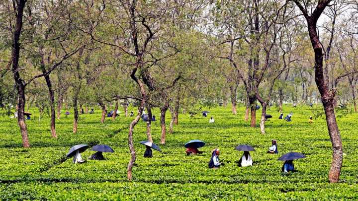Rain fury in North Bengal: Tea industry counts its losses