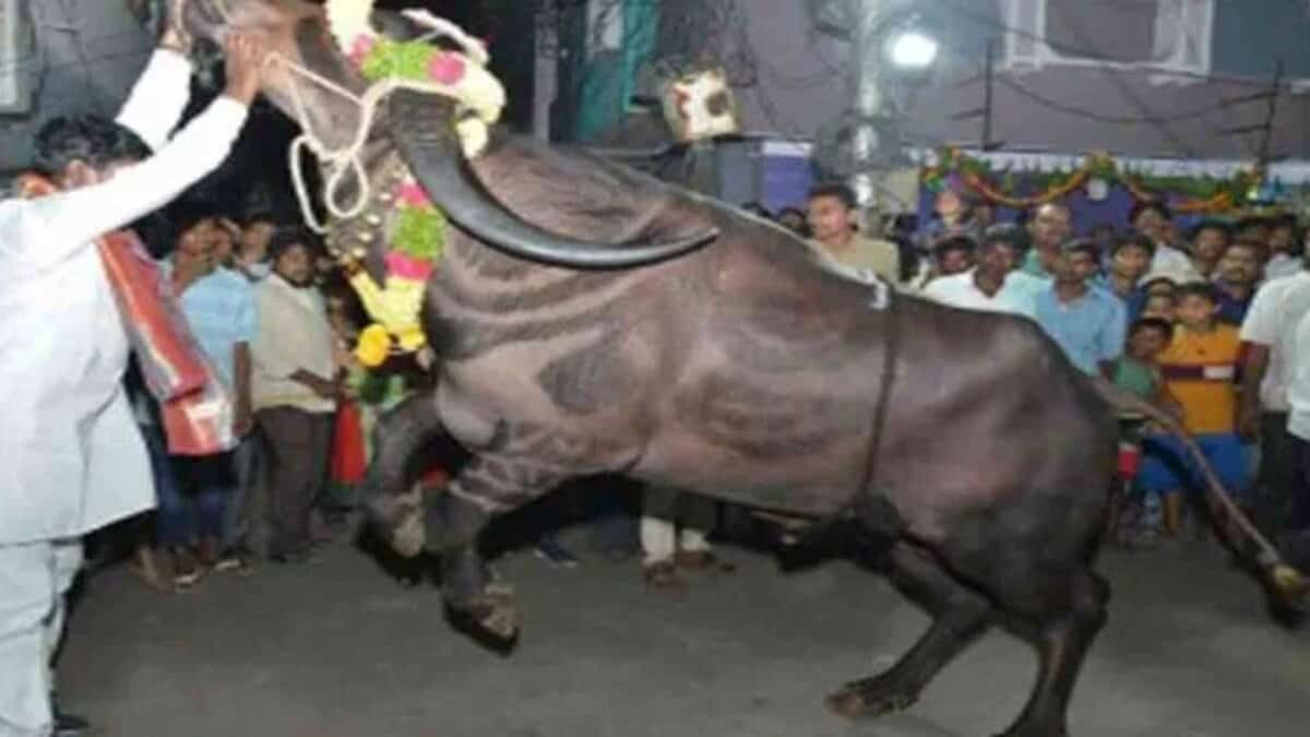 Four injured after bull runs amok in Hyderabad’s Madhuranagar