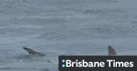 Shark feeding frenzy at Gold Coast beach