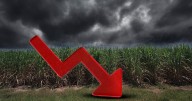 ¿Por qué el azúcar mexicano pasa por mal momento? La crisis golpea a miles de productores de caña