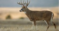 White-tailed deer illegally shot and left to waste