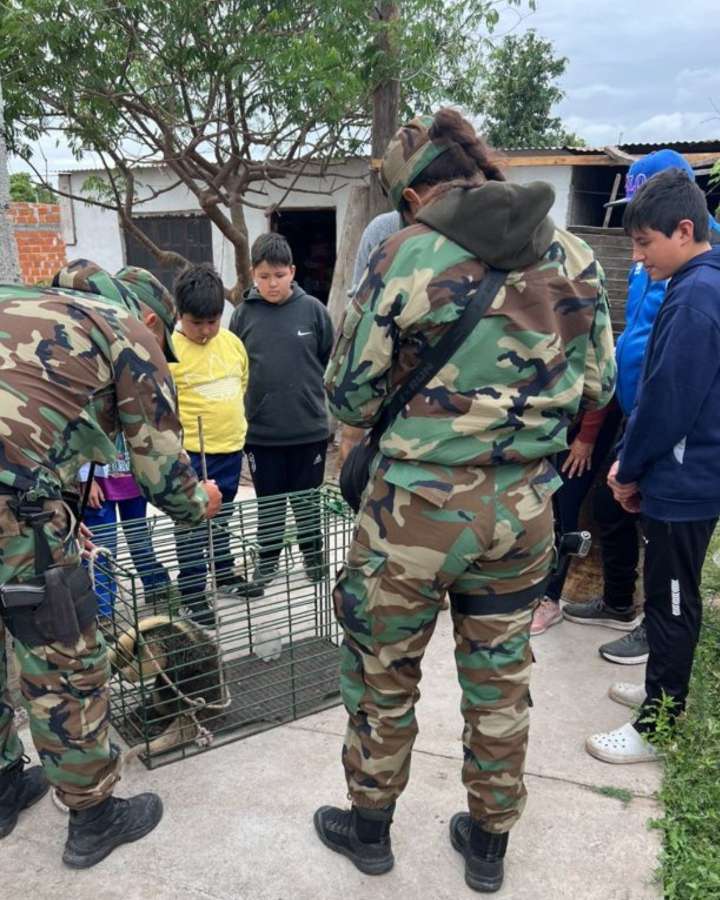 La Policía Rural rescató y liberó a un oso melero en Metán