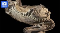 Rare dinosaur mummies help scientists recreate what the prehistoric creatures may have looked like