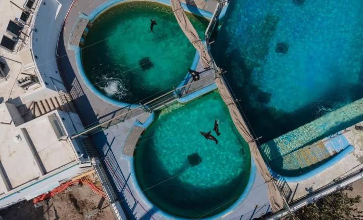 Profepa confirma maltrato animal en el Acuario de Veracruz; sancionan por forzar shows con delfines
