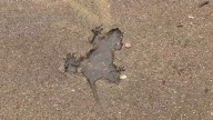 Famous Chicago Rat Hole may have been a squirrel, study in Biology Letters says