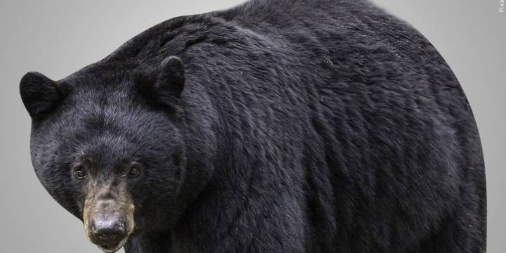 Car hits bear on I-395 in Killingly, police say