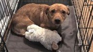 California Dog With A Heart Of Gold Was Set To Be Euthanized, Then Everything Changed