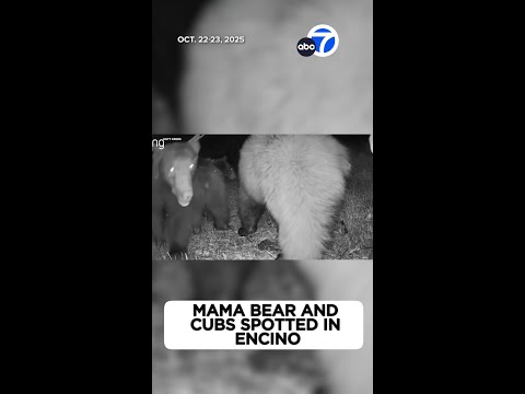 Mama bear, cubs spotted lounging in tree in Encino