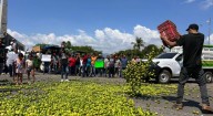 Productores de limón protestan en Apatzingán por bajos precios