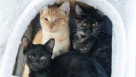 Forty cats rescued from East Village studio apartment