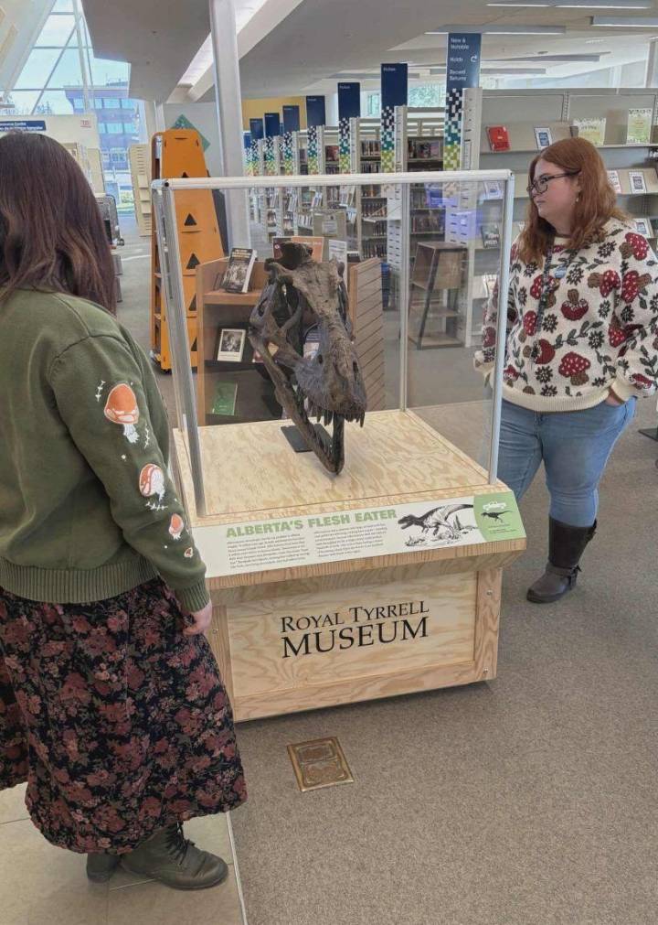 Grande Prairie Public Library has Albertosaurus head display | Grande Prairie Daily Herald Tribune