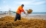 Culmina temporada récord de sargazo con más de 200 toneladas recolectadas