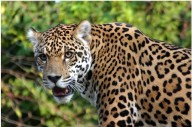 Conservación del jaguar es fundamental para la preservación de la biodiversidad