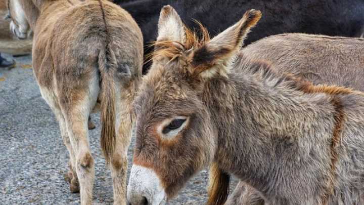 Burros, mulas y ponis, protagonistas de la Feria del Caballo Cruzado de Lorca