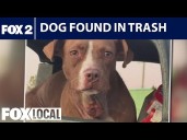 Woman on mission to track down wounded dog found in trash