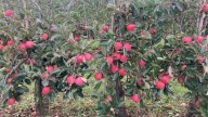 Govt to Ban Harmful Fertilisers, Pesticides and Artificial Fruit Colouring in Jammu Kashmir