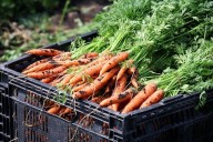 Minnesota families struggle to find food options