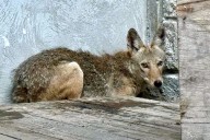 Coyote rescatado vuelve a su hábitat en el Bosque La Primavera