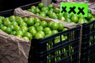 Asesinan al líder de los productores de limón en el oeste de México