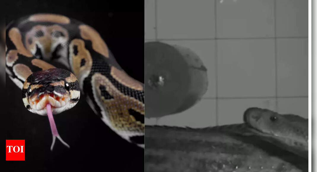 How venomous snakes attack: Scientists study how they bite their prey in 3D slow