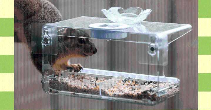 Don’t Let the Fuzzy Rats Win: Tips from a Squirrel Hater Who’s Seen It All