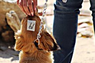 Jornada gratuita de esterilización para mascotas se realizará en octubre, en Los Cabos