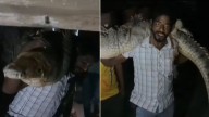 Video: Kota man carries 8-foot crocodile on shoulder as officials fail to show up