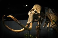El mamut ya está en casa