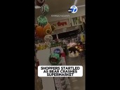 Shoppers startled as bear crashes supermarket