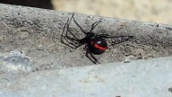 Suman 269 casos de picadura de araña en Chihuahua a lo largo de 2025