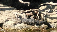 Belle Isle alligator has been caught, taken to Westland serpentarium
