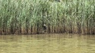 Maryland Kayaker Stunned When He Spots Something Unexpected Peeking From The Reeds