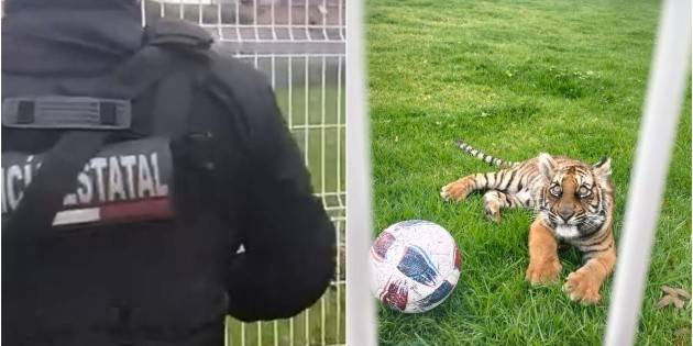 Policía del Estado asegura predio con Tigre de Bengala en Villa Hidalgo