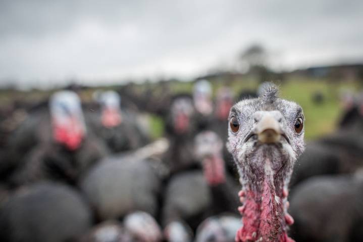 Old Farmers Almanac predicts Oregon's Thanksgiving weather