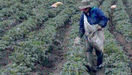 Apuesta por semillas autorizadas para fortalecer seguridad alimentaria y productividad agropecuaria