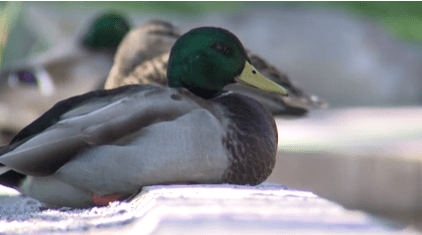 Ducks return to UNM duck pond