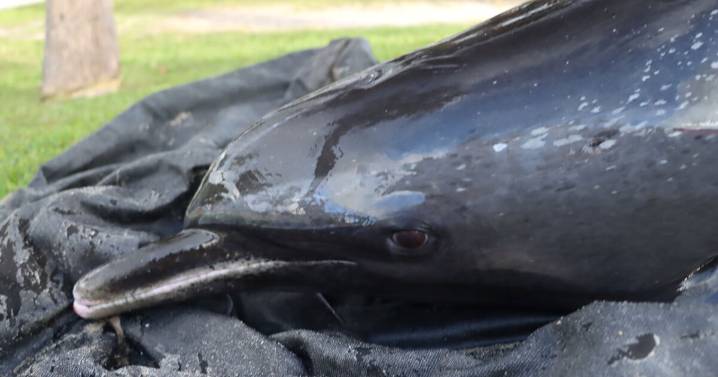 2 dolphins die, 2 rescued after stranding near Lake Worth Pier