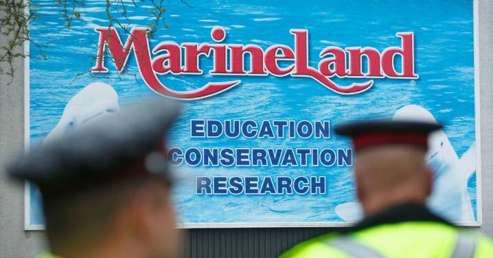 Crisis for whales at Marineland near Niagara Falls as park says euthanasia is an option
