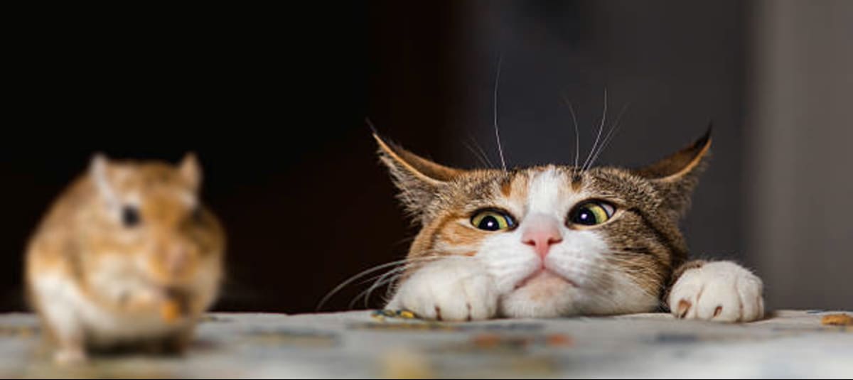 Una por una. Estas son las señales que indicarían que un gato no es feliz con su dueño o en su casa