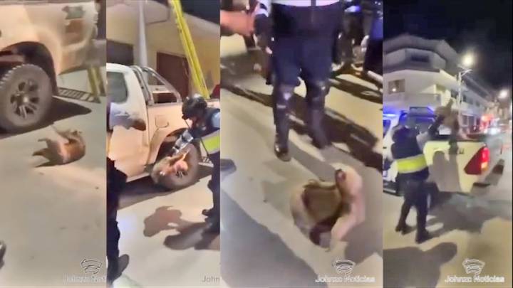 Tocache: Inician investigaciones por presunto maltrato animal contra oso perezoso lanzado desde siete metros de altura