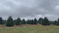 Christmas trees resilient through drought and ready for harvest