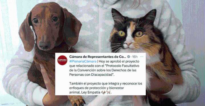 Congreso aprueba la ‘Ley Empatía’: colegios deberán educar sobre protección animal La iniciativa busca la sensibilización por la vida no humana y se conviertan en una materia obligatoria en el pensum
