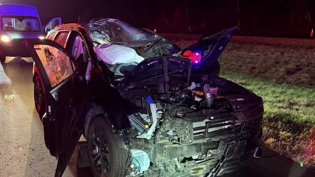 State officials caution drivers after moose hit on Route 101 in Candia
