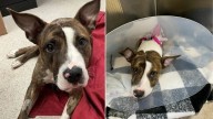 New York Shelter Dog Facing Euthanasia After Injury Is Rescued And Begins A Joyful New Chapter