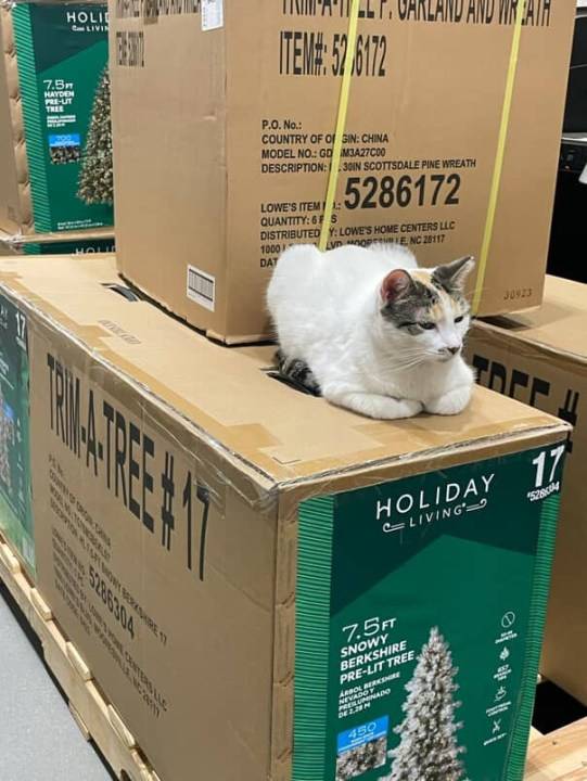 Francine, a cat that lives at Lowe's, has been missing for over a week