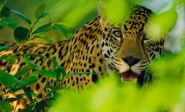 Adiós riesgo de extinción: crece la población de yaguaretés en Corrientes