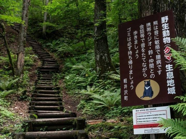 Japan governor asks for help against 'dire' bear attacks