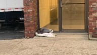Michigan Shelter Dog Found In The Cold Is Given A Name That Reflects Her Fight To Survive
